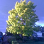 What is the term for this tree's late afternoon, lit-from-within green?
