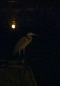 night heron