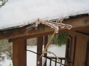 Needles from the Ponderosa, caught on the playhouse roof.