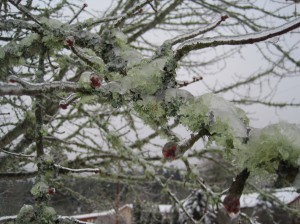 When we say that here it's green all winter...