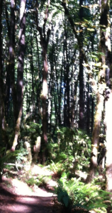 trail trees