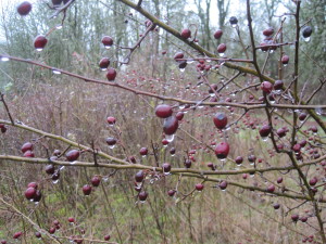 Poised. Ready. Tree cranberries. Uncertain.