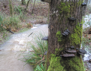 fungus and falls