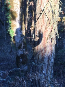 Shadowplay in the woods